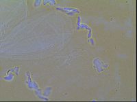 Thulinius saltursus image