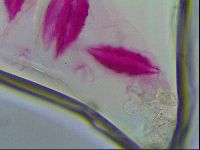 Thulinius saltursus image