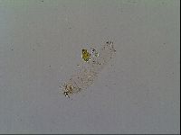 Thulinius saltursus image
