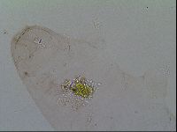 Thulinius saltursus image