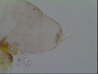 Thulinius saltursus image