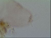 Thulinius saltursus image