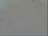 Thulinius saltursus image