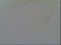 Thulinius saltursus image