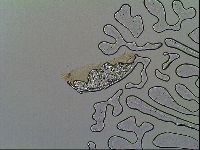 Thulinius saltursus image