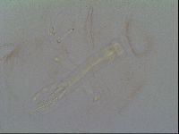 Thulinius saltursus image