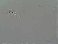 Thulinius saltursus image