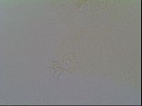 Thulinius saltursus image