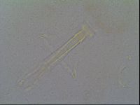 Thulinius saltursus image