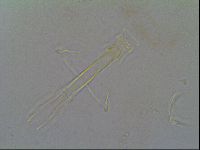 Thulinius saltursus image