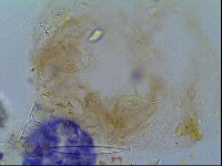 Thulinius saltursus image