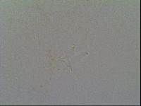 Thulinius saltursus image