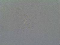 Thulinius saltursus image