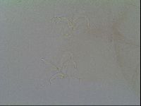 Thulinius saltursus image
