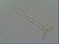 Thulinius saltursus image