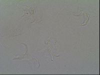 Thulinius saltursus image