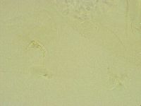 Thulinius saltursus image