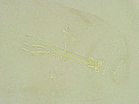Thulinius saltursus image