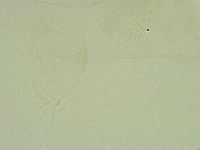 Thulinius saltursus image
