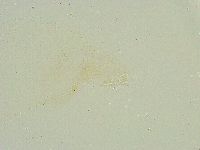 Thulinius saltursus image