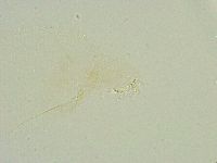 Thulinius saltursus image