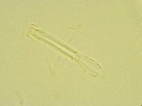 Thulinius saltursus image
