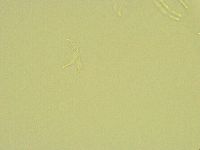 Thulinius saltursus image