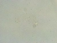 Thulinius saltursus image