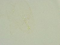 Thulinius saltursus image