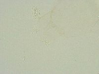 Thulinius saltursus image