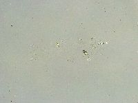 Thulinius saltursus image