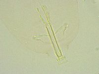 Thulinius saltursus image