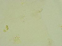 Thulinius saltursus image