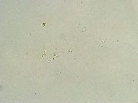 Thulinius saltursus image