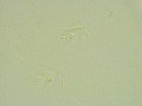 Thulinius saltursus image