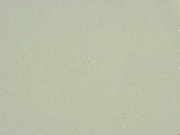 Thulinius saltursus image