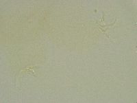 Thulinius saltursus image