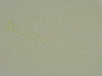 Thulinius saltursus image