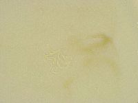 Thulinius saltursus image