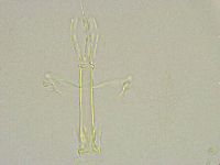 Thulinius saltursus image