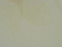 Thulinius saltursus image