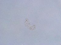 Thulinius saltursus image