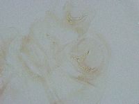 Thulinius saltursus image