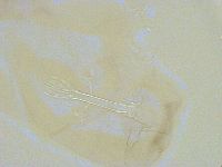 Thulinius saltursus image