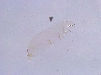 Thulinius saltursus image
