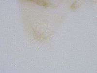Thulinius saltursus image