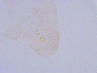 Thulinius saltursus image
