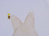 Thulinius saltursus image