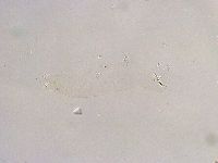 Thulinius saltursus image