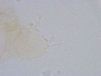 Thulinius saltursus image